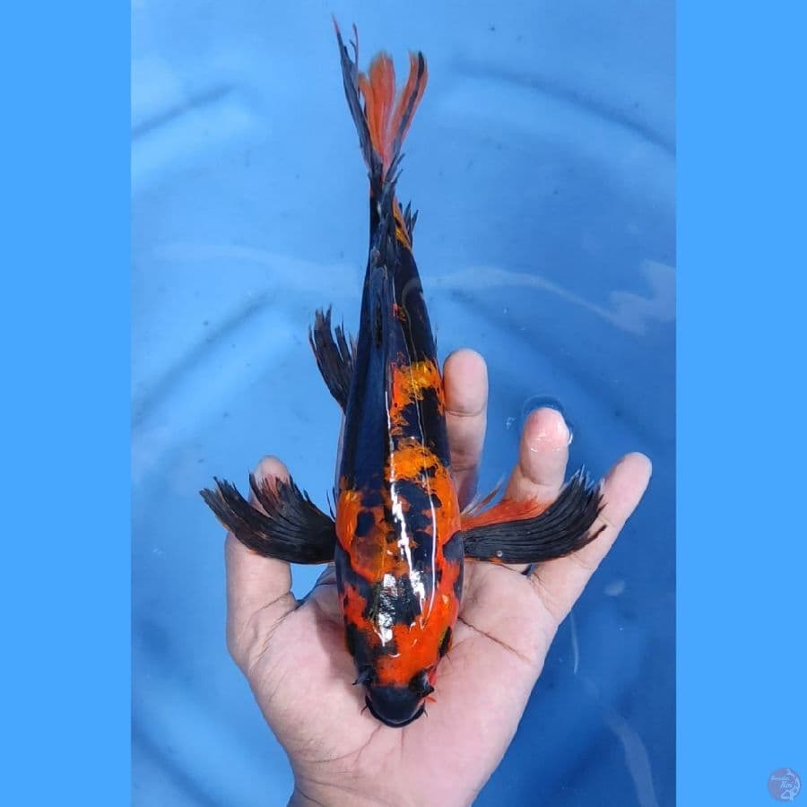 26CM # KUMPAY KAGE UTSURI MALE