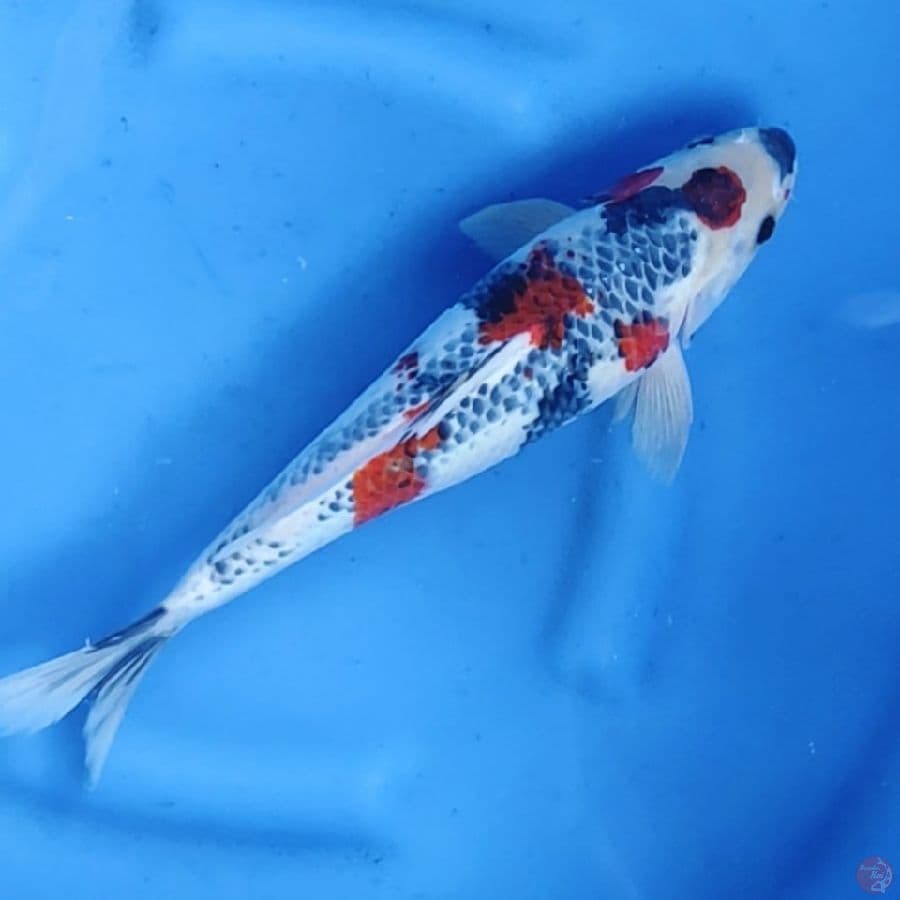 35CM # KAGE SHOWA MALE