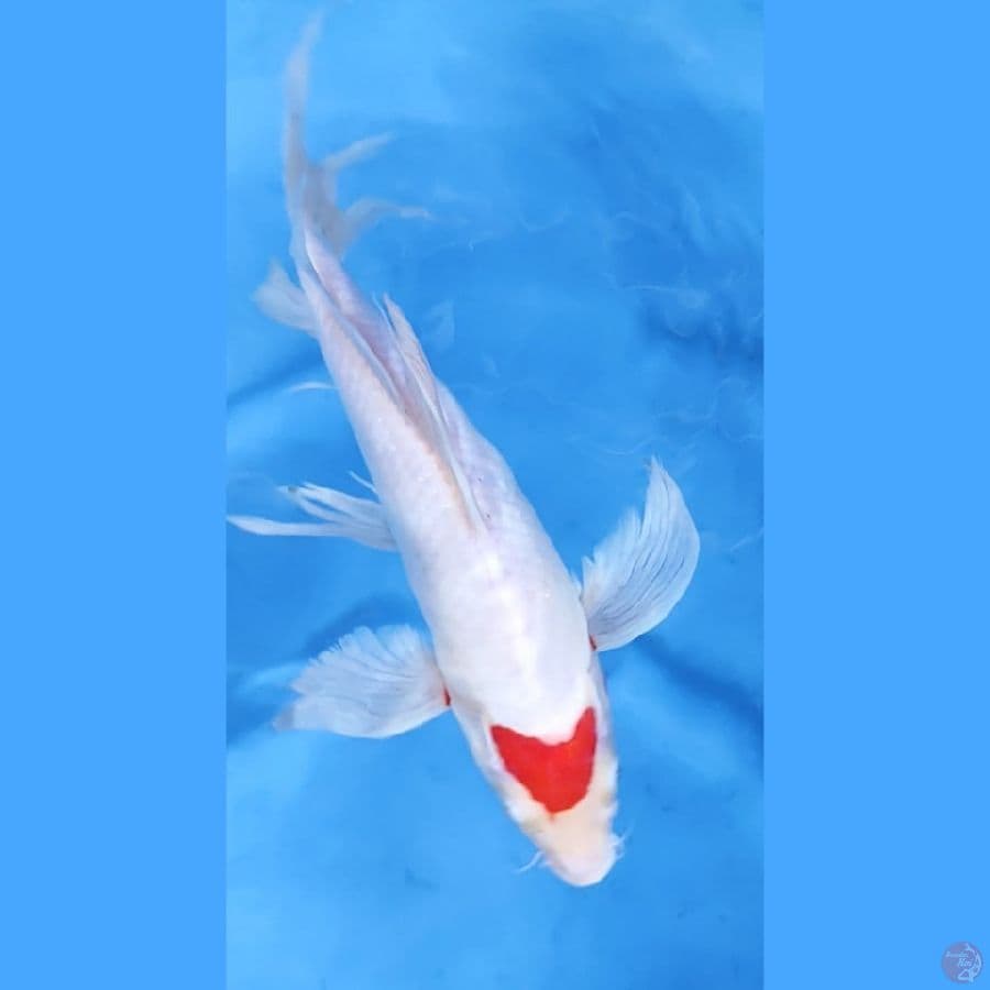 32CM # KUMPAY TANCHO KOHAKU MALE