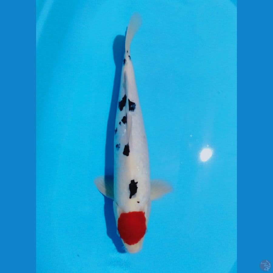 41cm male (tancho sanke)