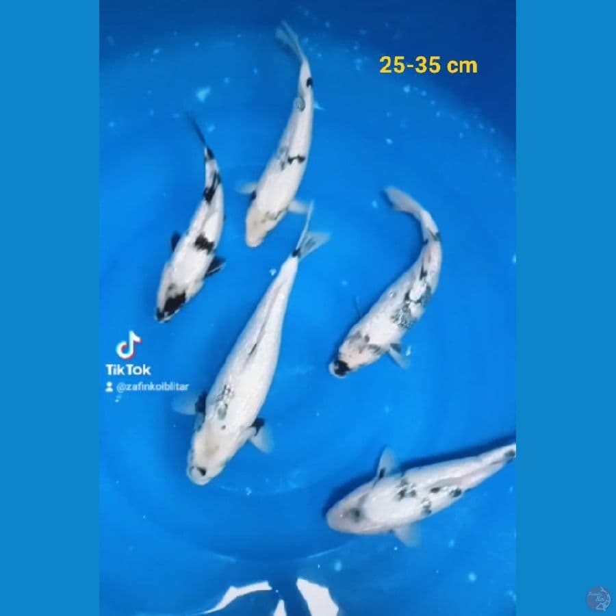 shiro betina ginrin 25-35 cm
