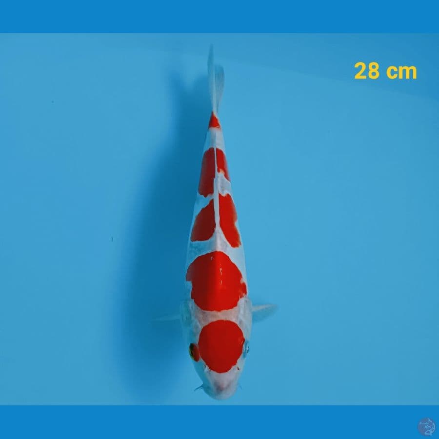 maruten doit 28 cm