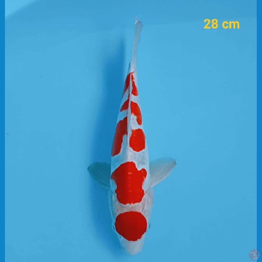 Maruten doit 28 cm