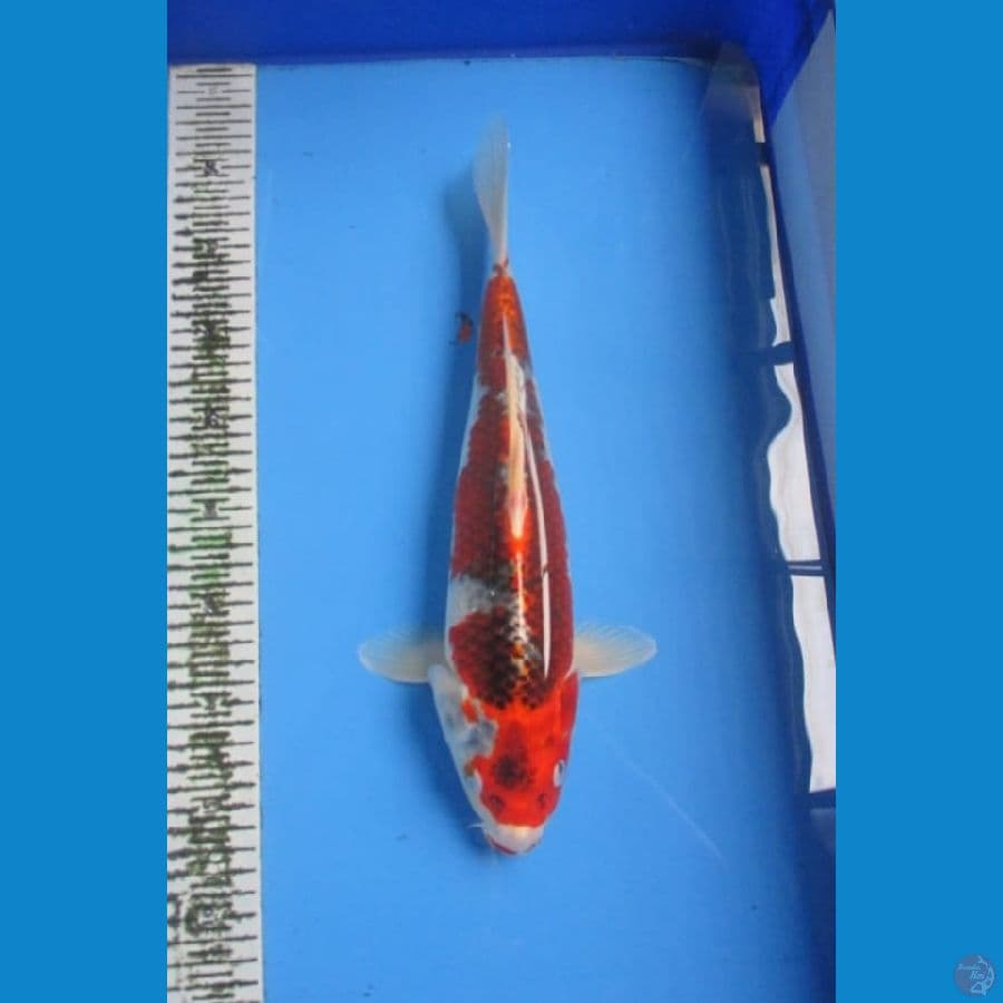 Red Kujaku 38 Cm