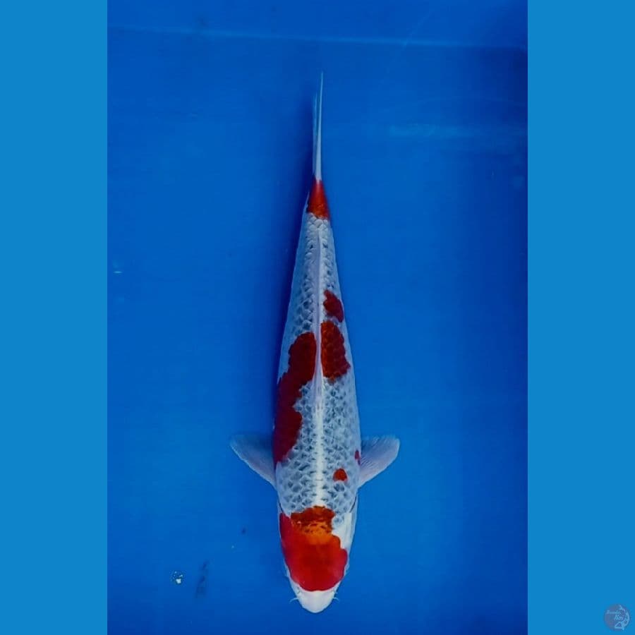 gosiki 37 cm 