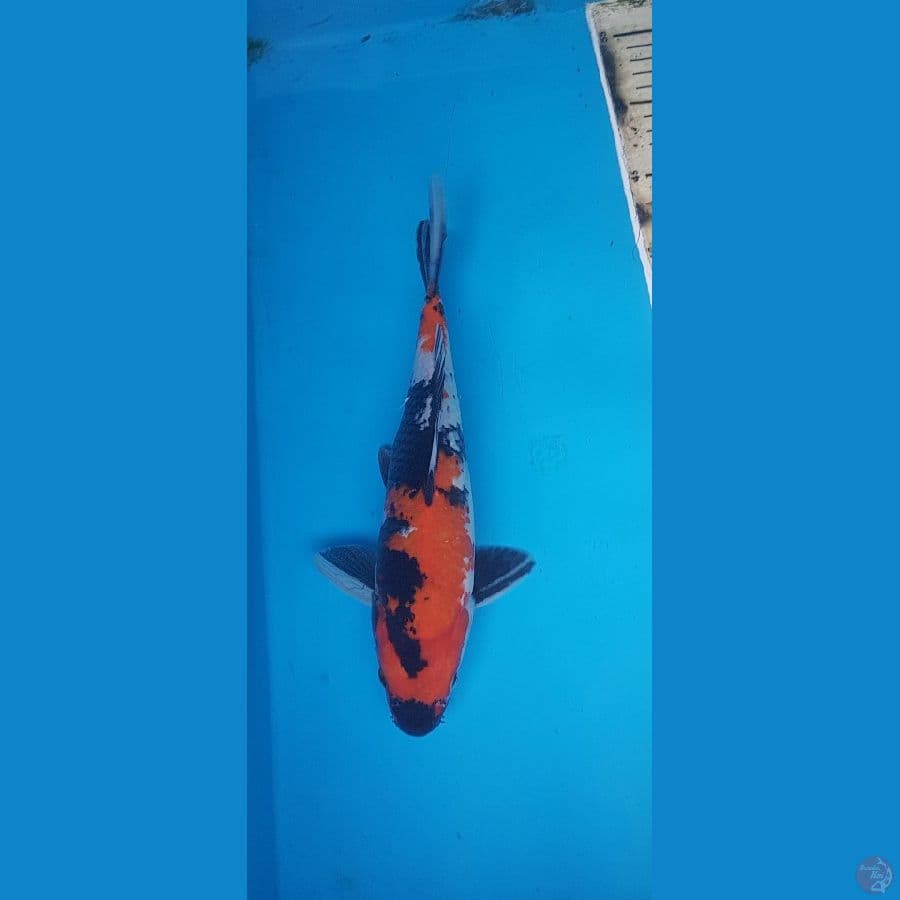Showa 28cm
