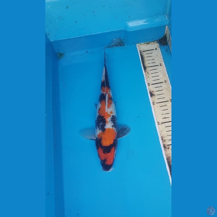 showa 28cm