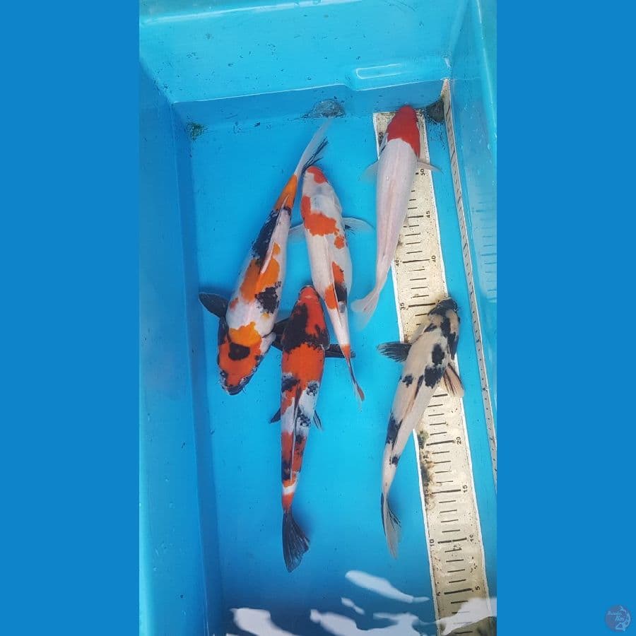 paket 5ekor 28-31cm