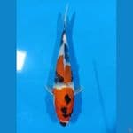 Tategoi Showa 25 CM