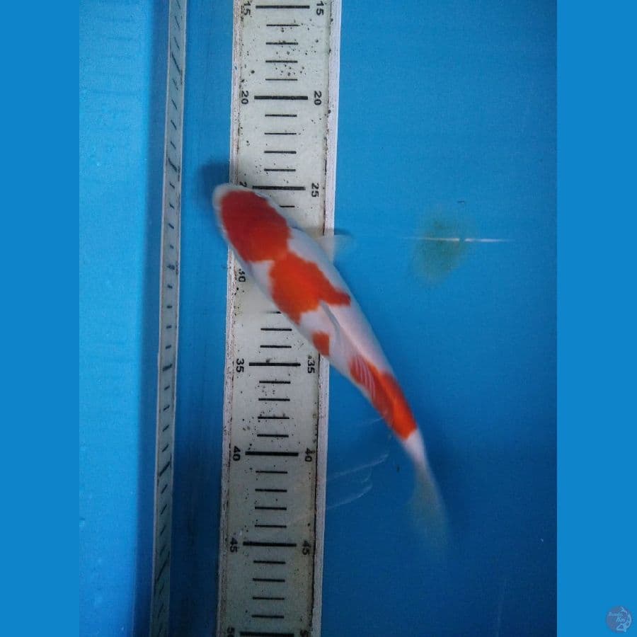 Kohaku