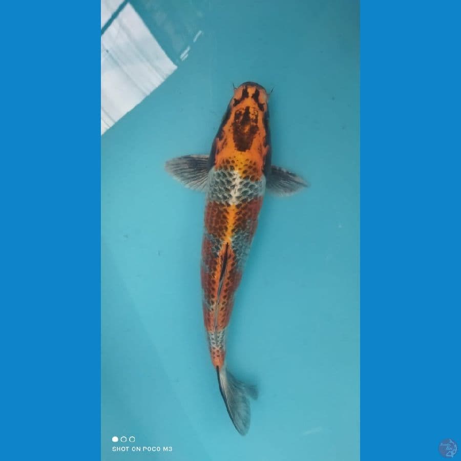 Kujaku 36cm