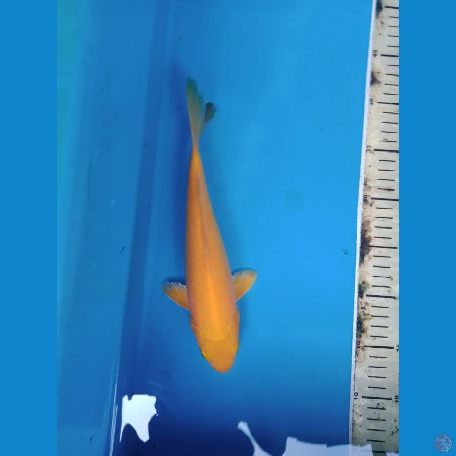 karasi lemon 27 cm