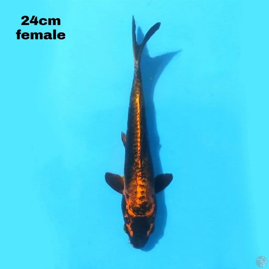KABUTO 24CM FEMALE