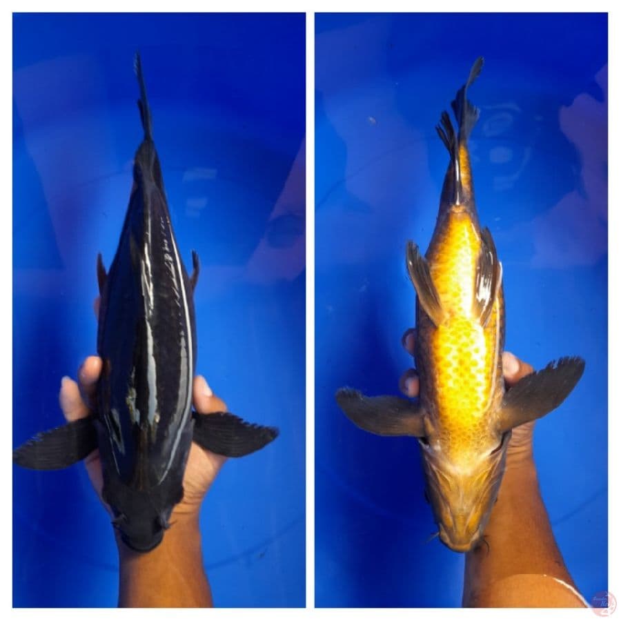 Karasu Kumpay 35cm