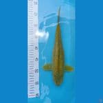 37cm Midori Ginrin