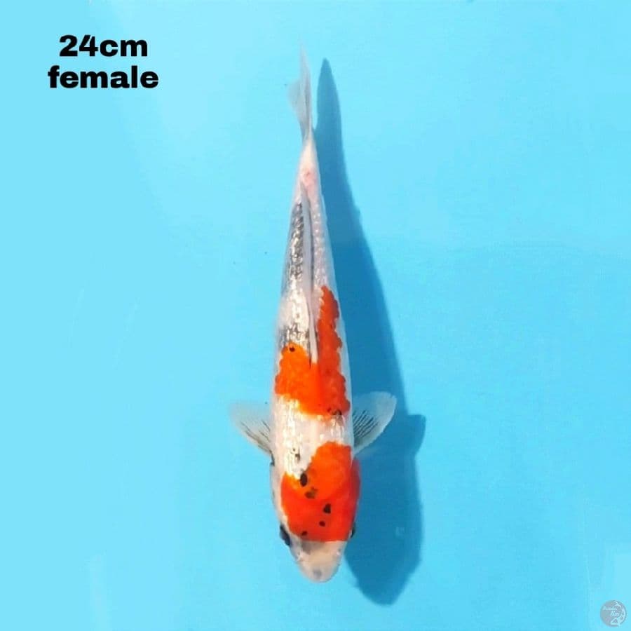 GINRIN SHIRO 24CM FEMALE