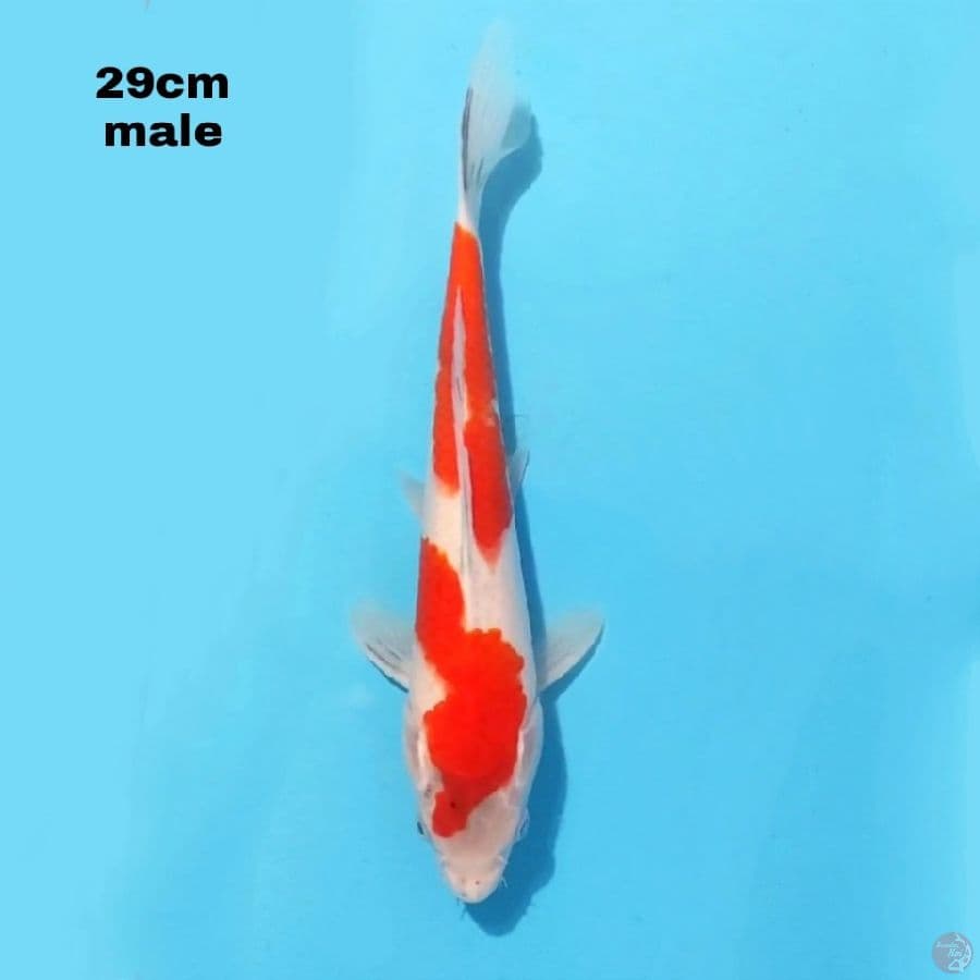 SHOWA TATEGOI 29CM MALE