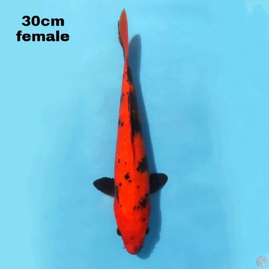 HI UTSURI 30CM FEMALE
