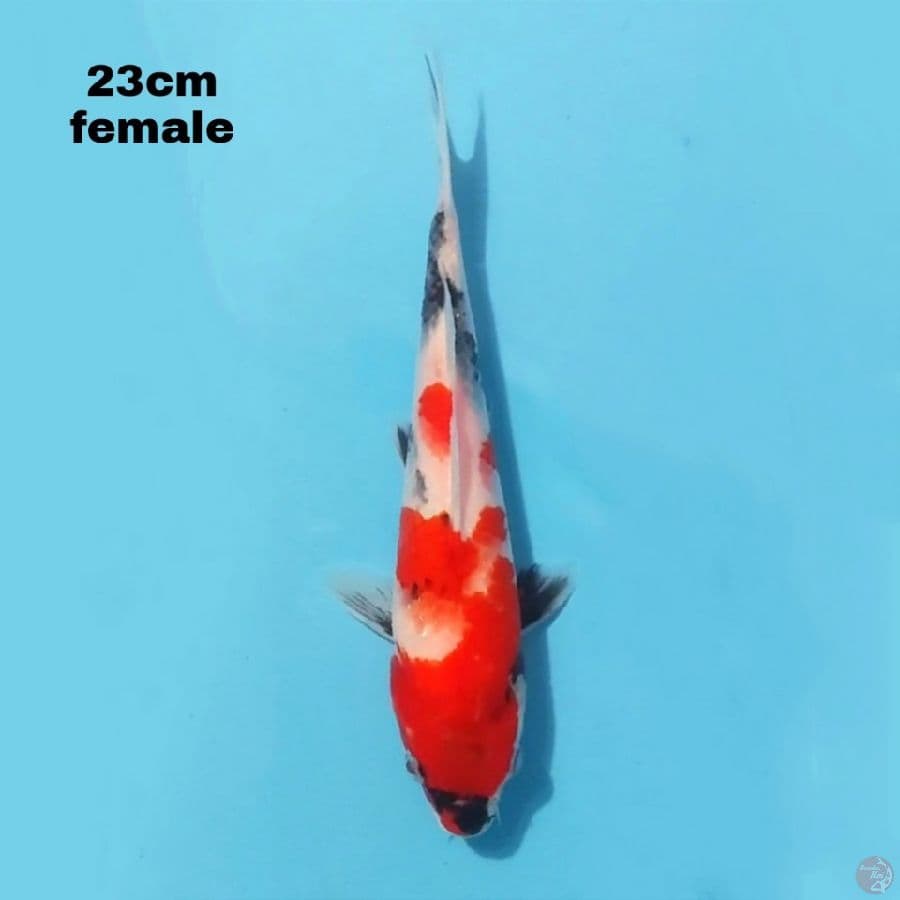 SHOWA SANSHOKU 23CM FEMALE