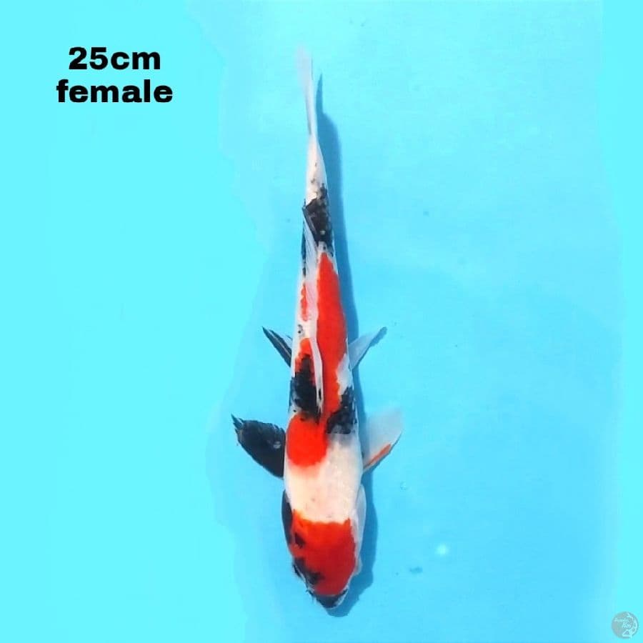MARUTEN SHOWA 25CM FEMALE