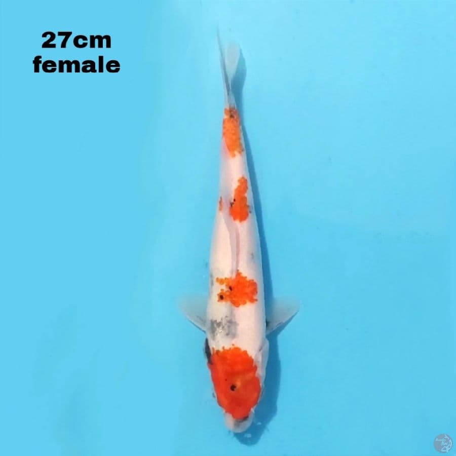 SHOWA TATEGOI 27 CM FEMALE