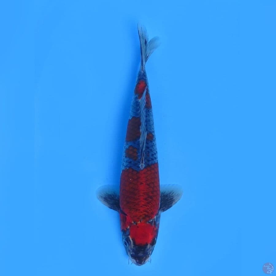 35cm - Goshiki male