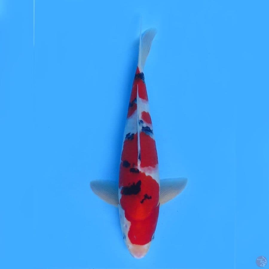 35cm - Red Sanke male