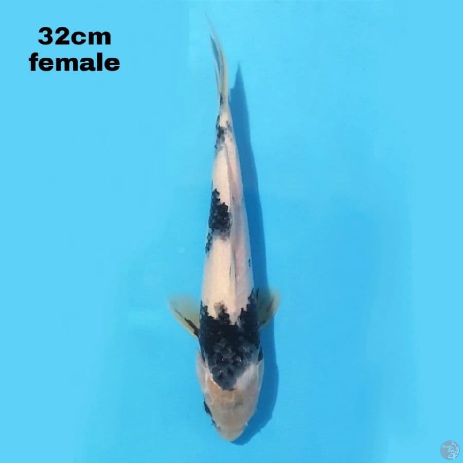 SHIRO UTSURI 32 CM FEMALE