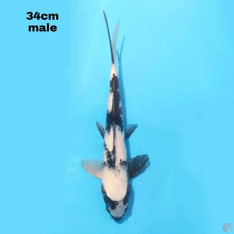 SHIRO UTSURI 34 CM MALE
