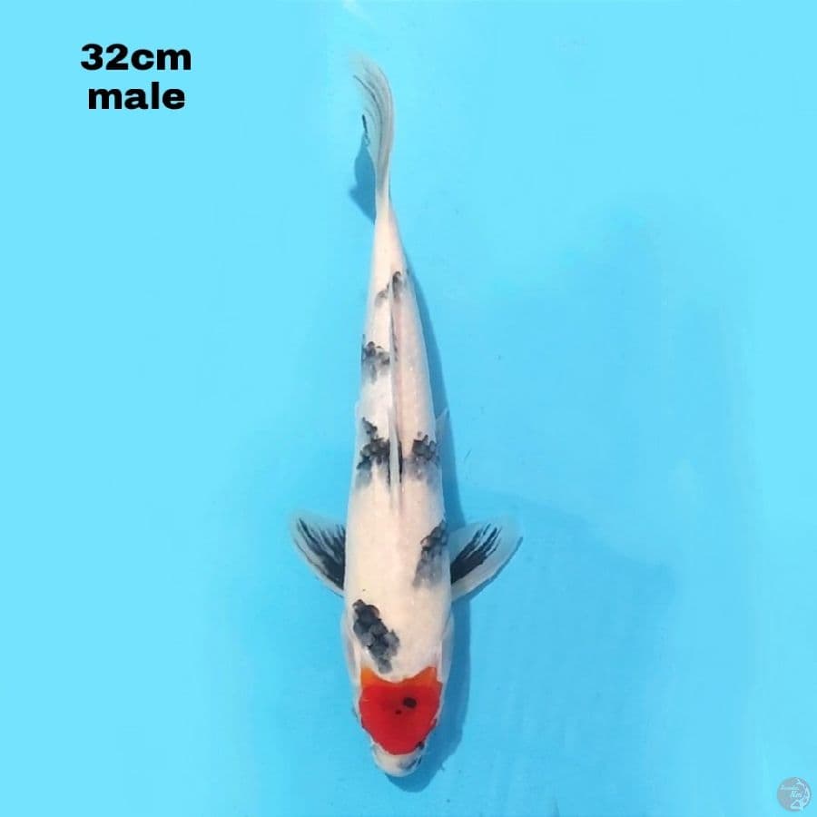 TANCHO SHOWA 32 CM MALE