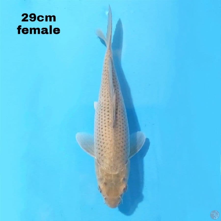 SORAGOI 29 CM FEMALE