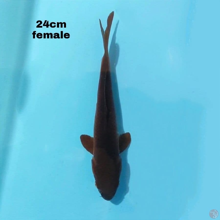CHAGOI 24 CM FEMALE