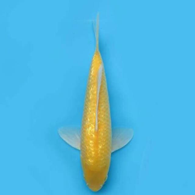 35cm Tosai - Karasi Full Ginrin No Bocor