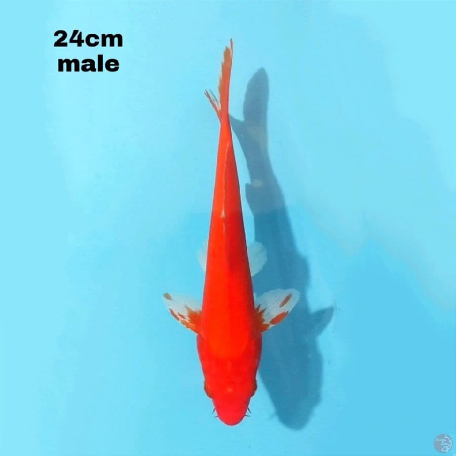 AKA HAJIRO 24 CM MALE