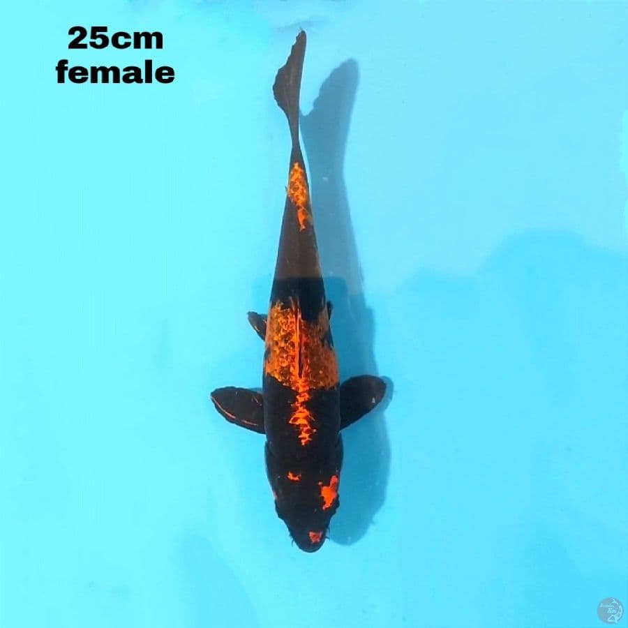 KIN UTSURI 25 CM FEMALE