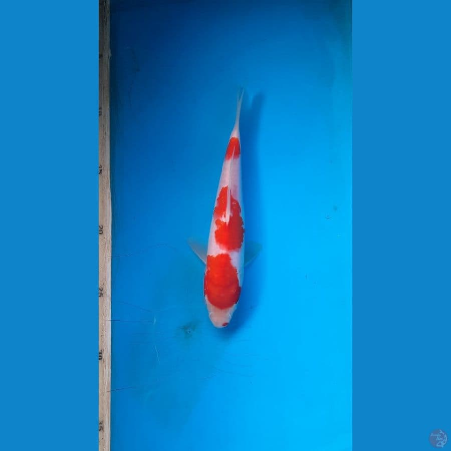 kohaku