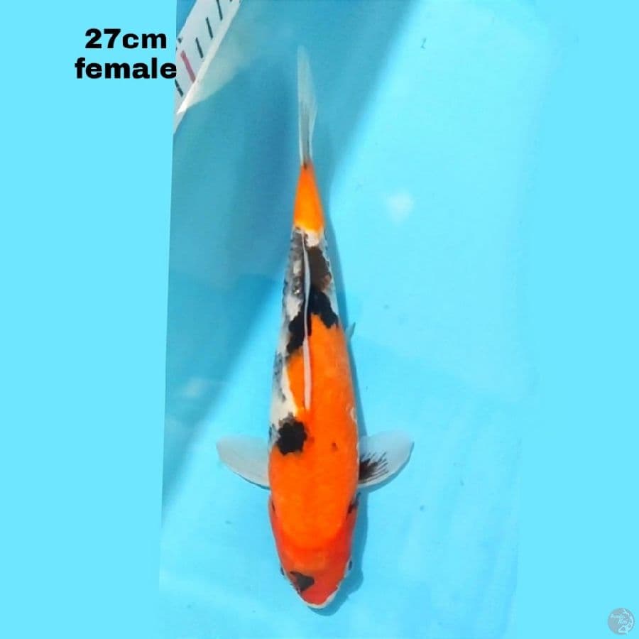 SHOWA SANSHOKU 27 CM FEMALE