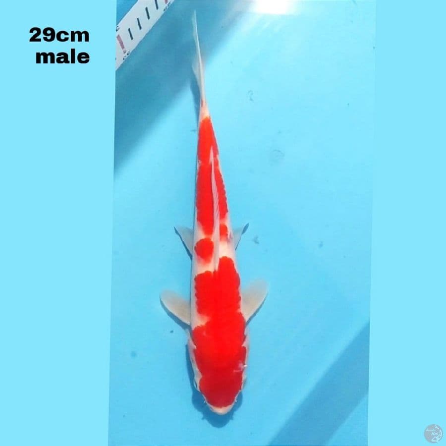 KOHAKU 29CM MALE