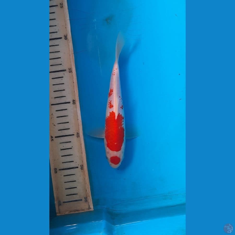 kohaku