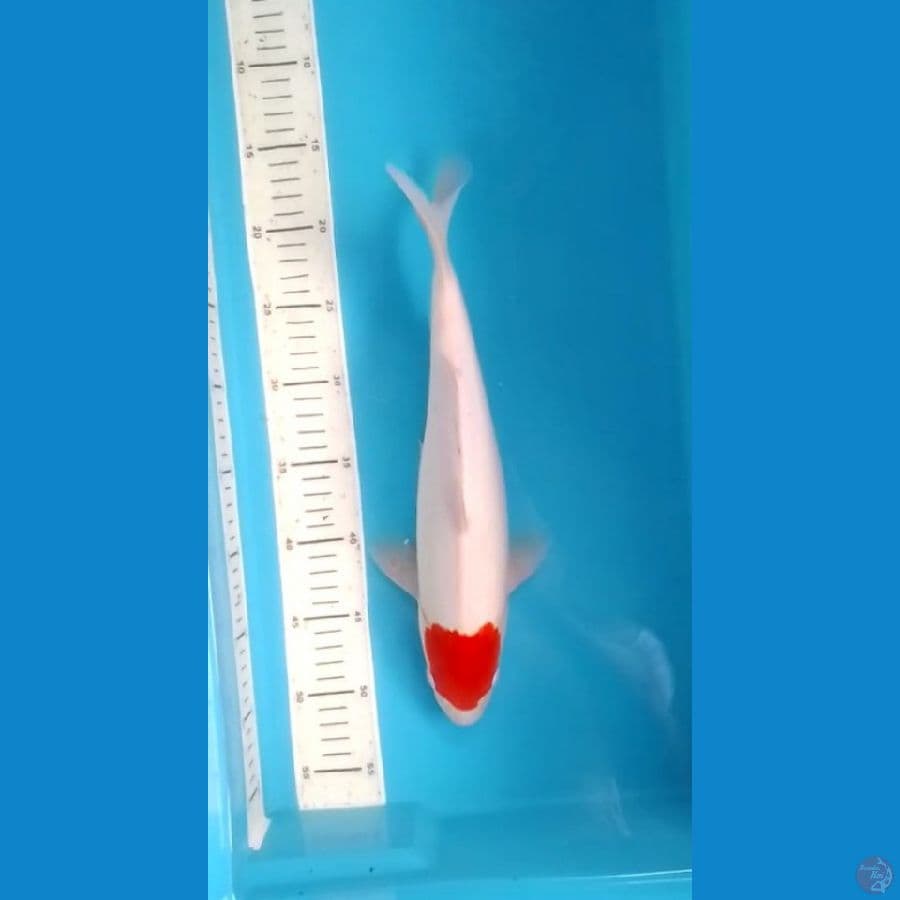 Tancho Kohaku Original 35cm (F)