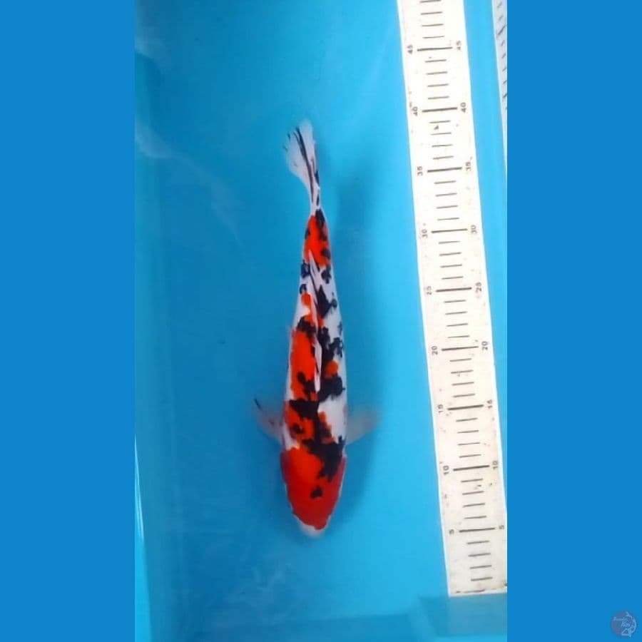 Sanke Original 33cm (F)