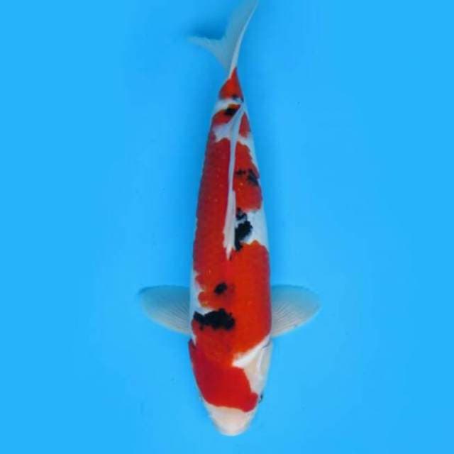 32cm Tosai - F1 Red Taisho Sanke 