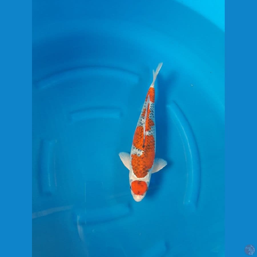 Maruten Ghosiki Inazuma Red Strong 40cm/u⁶