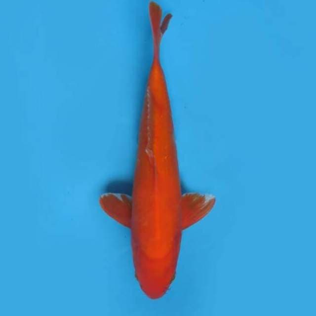 26cm Male Tosai - Benigoi Tembus No Bocor 