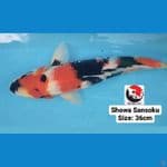 SHOWA SANSHOKU 36CM --- CANAYA KOI FARM