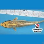 GOLD MUKASHI 37CM --- CANAYA KOI FARM