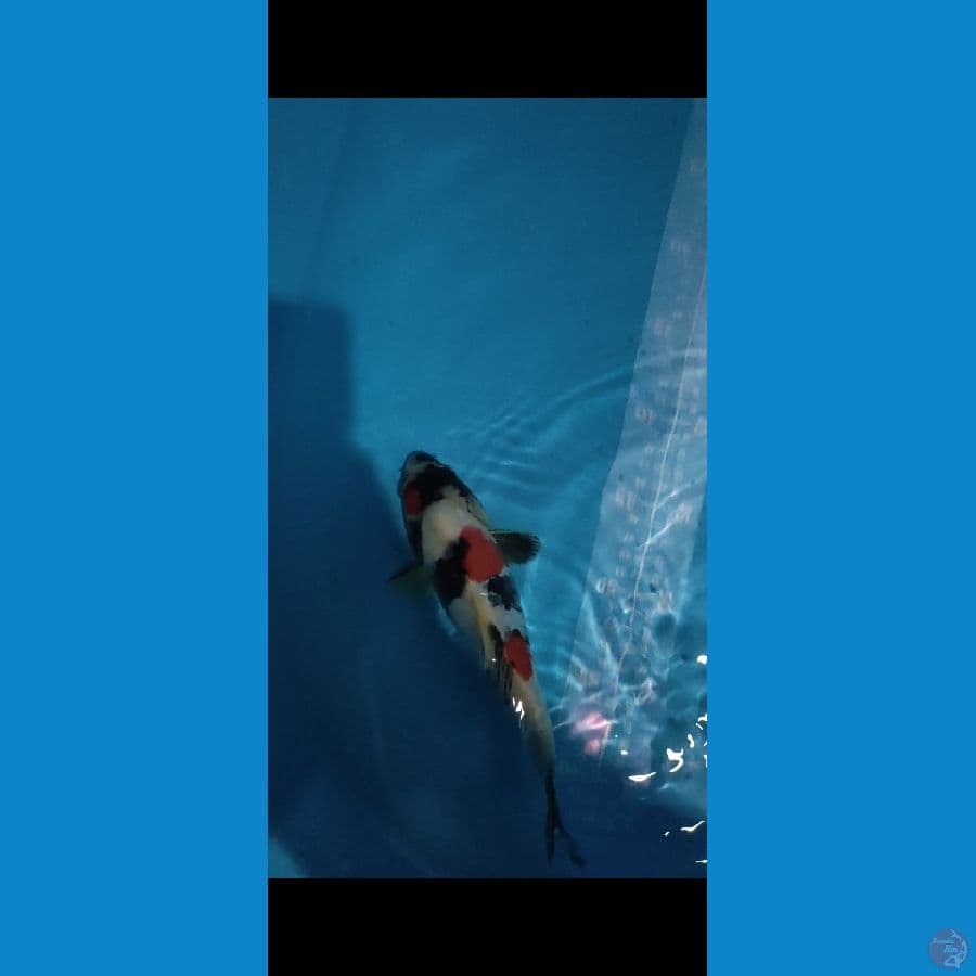DOITSU SHOWA 23cm 