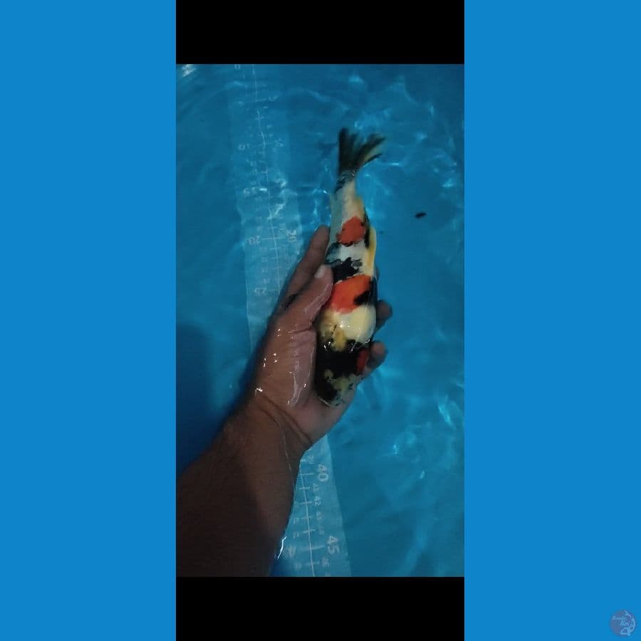 DOITSU SHOWA 23cm 