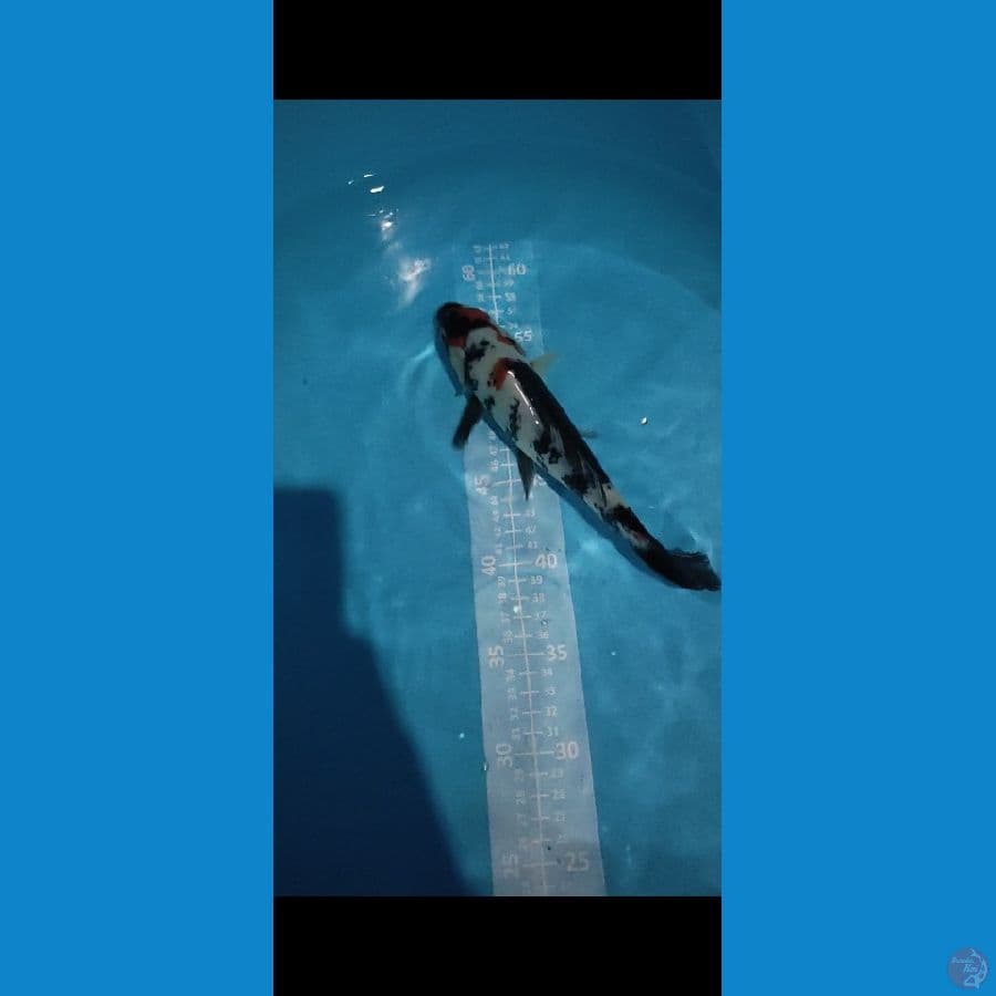 SHOWA 25cm