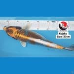 KUJAKU 37CM --- CANAYA KOI FARM